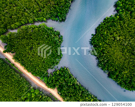 Drone view Mangrove forest trees in Thailand 129054100