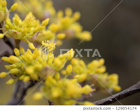 Pale yellow Cornus cherry blossoms blooming in March Pale yellow Cornus cherry blossoms blooming in March 129054174
