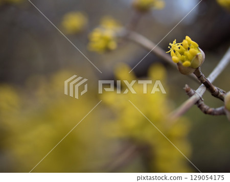 Pale yellow Cornus cherry blossoms blooming in March Pale yellow Cornus cherry blossoms blooming in March 129054175