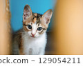 Portrait of a homeless, abandoned tricolor kitten, he sits and looks up at the camera. 129054211