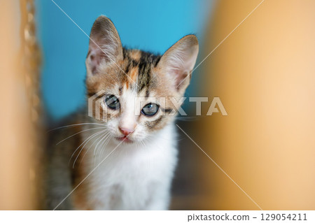 Portrait of a homeless, abandoned tricolor kitten, he sits and looks up at the camera. 129054211
