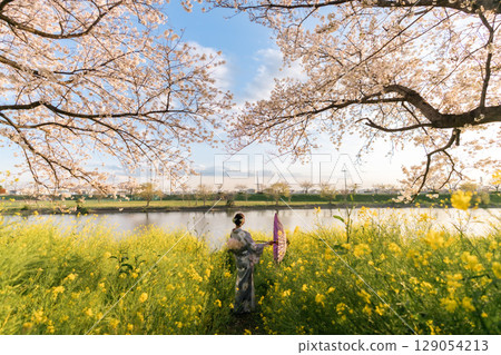 黃昏時分，一位中年婦人撐著日本傘走在盛開的櫻花下 129054213