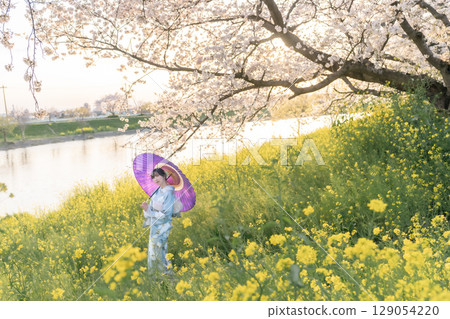 A middle-aged woman walking under cherry blossoms in full bloom with a Japanese umbrella at dusk A middle-aged woman walking under cherry blossoms in full bloom with a Japanese umbrella at dusk 129054220