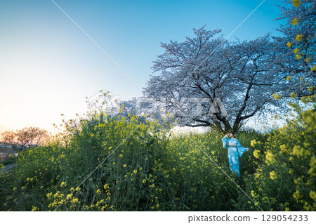 黃昏時分,一位中年婦人撐著日本傘走在盛開的櫻花下 黃昏時分,一位中年婦人撐著日本傘走在盛開的櫻花下 129054233