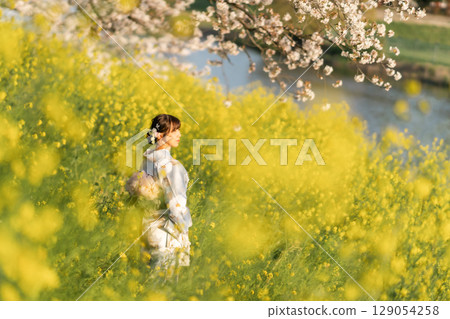 A middle-aged woman walking under cherry blossoms in full bloom with a Japanese umbrella at dusk 129054258