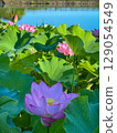 Graceful lotus flowers blooming on a summer morning 129054549