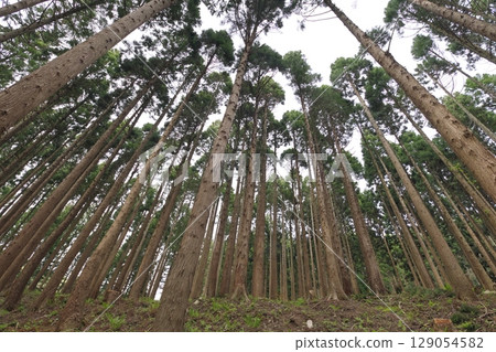 Looking up at the cedar forest from below 129054582
