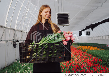 Young woman in black apron carrying a crate of fresh tulips in a vibrant greenhouse filled with colorful flowers, showcasing the beauty of floral cultivation and the joy of gardening 129054608