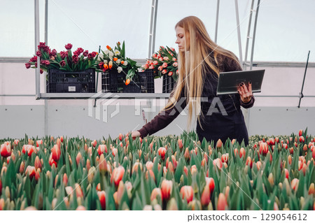 Female horticulturist is inspecting vibrant tulip flowers in a greenhouse, surrounded by colorful blooms and baskets of freshly cut flowers, showcasing the beauty of floral cultivation and care Female horticulturist is inspecting vibrant tulip flowers in a greenhouse, surrounded by colorful blooms and baskets of freshly cut flowers, showcasing the beauty of floral cultivation and care 129054612