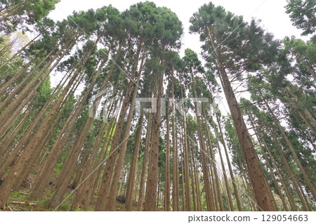 從下面仰望雪松森林 129054663