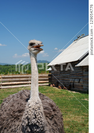 Portrait of an ostrich taken on an outdoor farm on a sunny day. The bird looks straight into the camera with its beak open, creating a comical and lively image. In the background is a wooden building, 129054776
