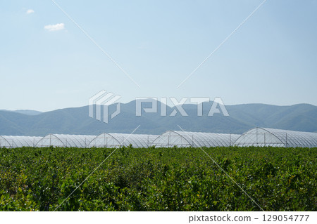 Greenhouses against the backdrop of mountains on a sunny day. Agribusiness, sustainable development, ecology, agribusiness and innovation in agriculture. Greenhouses against the backdrop of mountains on a sunny day. Agribusiness, sustainable development, ecology, agribusiness and innovation in agriculture. 129054777