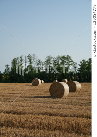 Vertical photo of hay bales in a field after harvest. Agriculture, agribusiness, organic production, nature and rural idyll. 129054779
