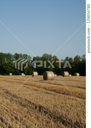 Many hay bales after harvest. Agriculture, agribusiness, organic production, nature and rural idyll. 129054780