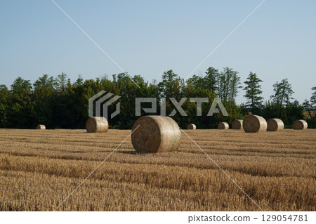 Field with hay bales after harvest. Agriculture, agribusiness, organic production, nature and rural idyll. 129054781