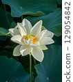 White lotus flowers shining in the morning sun 129054842