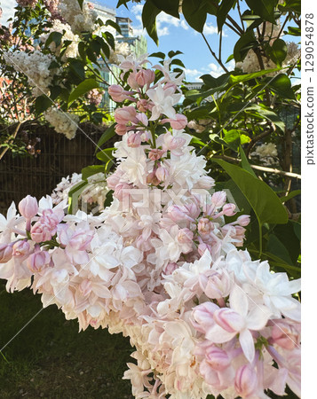 Beautiful blooming flowers in a sunny garden during spring season 129054878