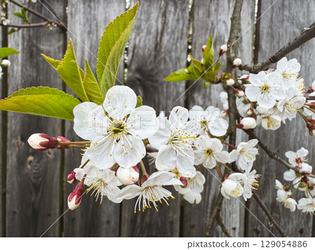 Cherry blossoms in bloom against a rustic wooden fence in spring Cherry blossoms in bloom against a rustic wooden fence in spring 129054886