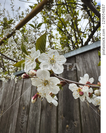 White cherry blossoms bloom against a wooden fence in springtime garden White cherry blossoms bloom against a wooden fence in springtime garden 129054887