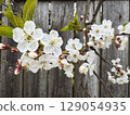 Cherry blossoms bloom in springtime against a rustic wooden fence 129054935