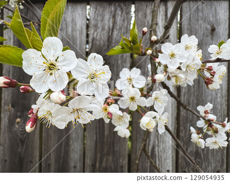 Cherry blossoms bloom in springtime against a rustic wooden fence Cherry blossoms bloom in springtime against a rustic wooden fence 129054935
