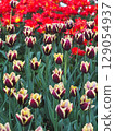 Colorful garden blooms featuring purple and red tulips in full spring display 129054937