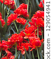 Bright red tulips bloom in a vibrant flower bed during spring 129054941