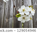 Cherry blossom branch blooms against weathered wooden fence in spring 129054946