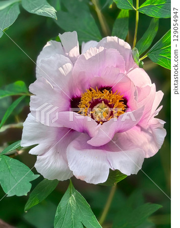 Pink flower blooms gracefully in lush garden setting during spring afternoon 129054947