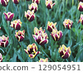 Colorful tulips bloom in a vibrant garden during spring season 129054951