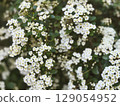 White flowering plant blooming in a garden during spring season 129054952