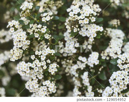 White flowering plant blooming in a garden during spring season White flowering plant blooming in a garden during spring season 129054952