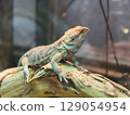 Colorful lizard basking on a branch in a natural habitat enclosure 129054954