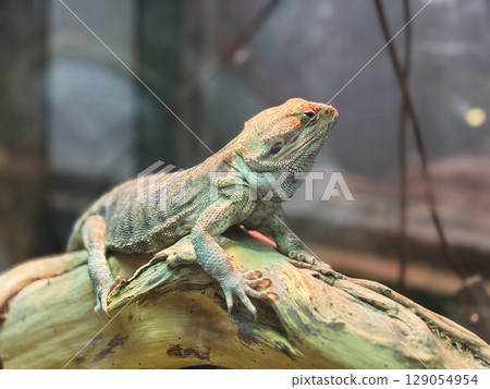 Colorful lizard basking on a branch in a natural habitat enclosure 129054954