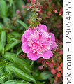 Beautiful pink flower blooming among lush green leaves in a garden 129054955