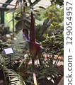 Rare corpse flower blooming in botanical garden during daytime 129054957