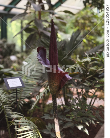 Rare corpse flower blooming in botanical garden during daytime 129054957