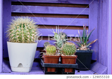 Cacti arranged in colorful pots on a purple wooden shelf in a garden setting during daylight Cacti arranged in colorful pots on a purple wooden shelf in a garden setting during daylight 129055310