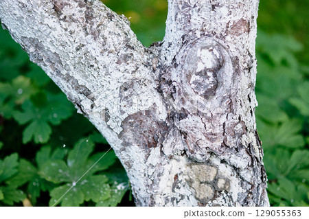 Unique textures on a tree trunk in a vibrant garden showcasing nature's beauty in early spring Unique textures on a tree trunk in a vibrant garden showcasing nature's beauty in early spring 129055363