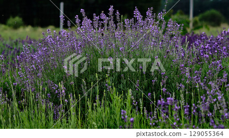 Vibrant lavender blooms in a sprawling field during sunny afternoon 129055364