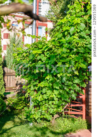 Lush greenery grows near a residential area showcasing vibrant vines and plants during a sunny afternoon in summer 129055369