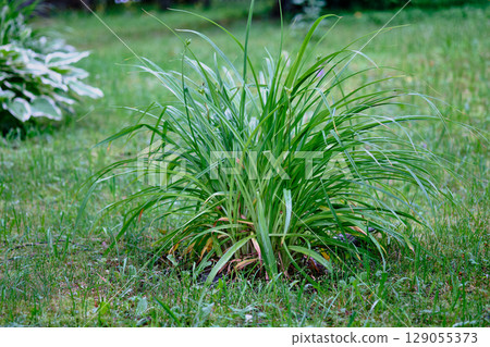 Lush green grass plant growing in a sunny meadow during late spring in a tranquil garden setting Lush green grass plant growing in a sunny meadow during late spring in a tranquil garden setting 129055373