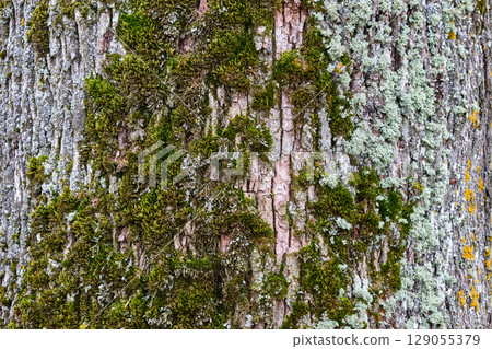 Moss and lichen-covered tree trunk showcasing intricate textures and natural beauty in a peaceful forest setting Moss and lichen-covered tree trunk showcasing intricate textures and natural beauty in a peaceful forest setting 129055379
