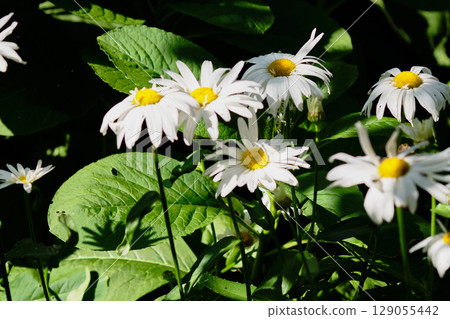 White daisies bloom in the garden surrounded by lush green leaves under the warm sunlight in early summer 129055442