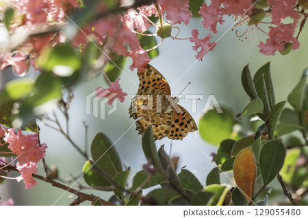 Crape myrtle flowers and flying Indian fritillary 129055480