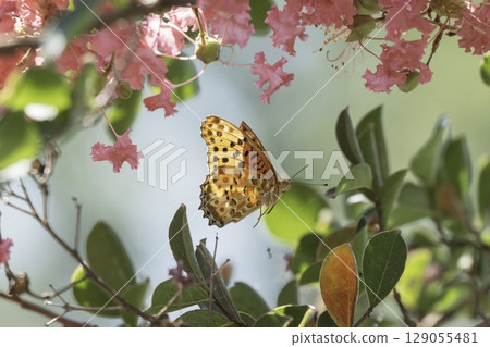 紫薇花和飛翔的印度貝母 紫薇花和飛翔的印度貝母 129055481