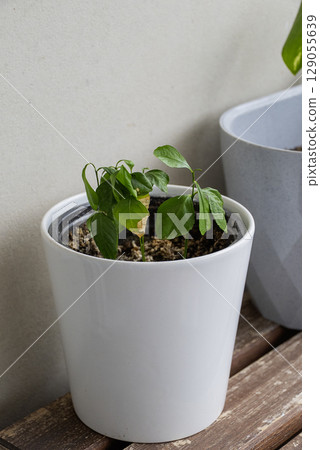 Flowers on the balcony are drying up from the heat Flowers on the balcony are drying up from the heat 129055639