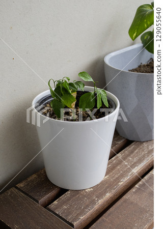Flowers on the balcony are drying up from the heat Flowers on the balcony are drying up from the heat 129055640