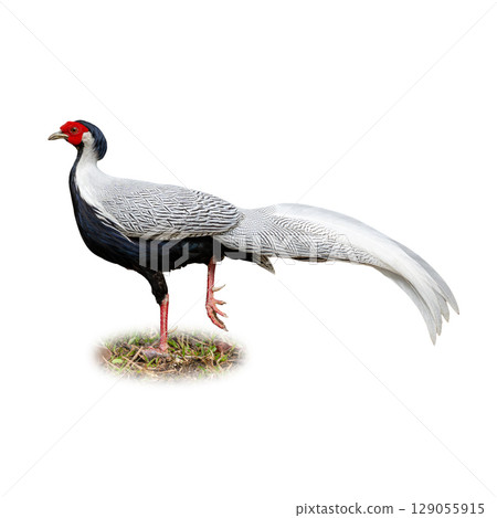 Silver Pheasant standing tall with patterned white feathers and vivid red face. Silver Pheasant standing tall with patterned white feathers and vivid red face. 129055915