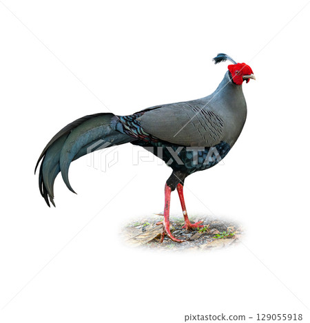 Siamese Fireback standing proud with silver plumage, red face, and graceful tail. 129055918